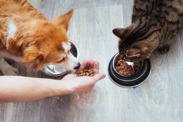 How to Choose the Right Dog Food for Your Pet