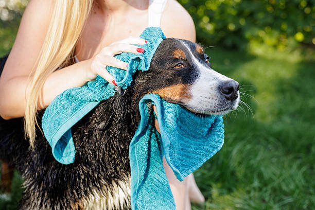 Owner gently brushing a calm dog on a towel at home